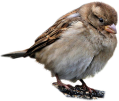 animals & sparrow free transparent png image.