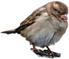 animals & Sparrow free transparent png image.