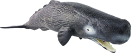 animals & Sperm whale free transparent png image.