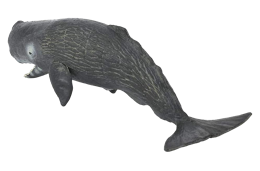 animals & sperm whale free transparent png image.