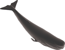 animals & sperm whale free transparent png image.