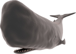 animals & Sperm whale free transparent png image.