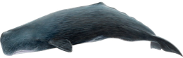 animals & sperm whale free transparent png image.