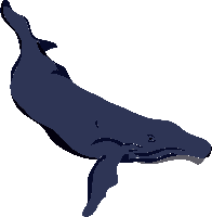 animals & Sperm whale free transparent png image.