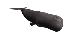 animals & sperm whale free transparent png image.