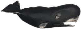 animals & Sperm whale free transparent png image.