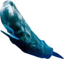 animals & sperm whale free transparent png image.