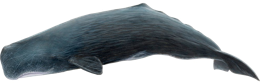 animals & sperm whale free transparent png image.