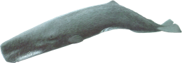 animals & Sperm whale free transparent png image.