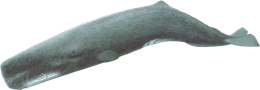 animals & sperm whale free transparent png image.