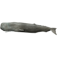 animals & sperm whale free transparent png image.