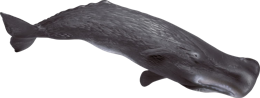 animals & Sperm whale free transparent png image.