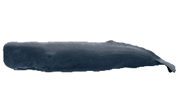 animals & sperm whale free transparent png image.