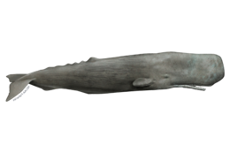 animals & sperm whale free transparent png image.