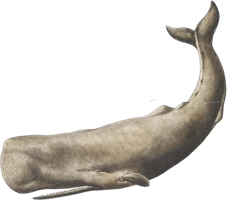 animals & Sperm whale free transparent png image.