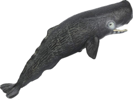 animals & sperm whale free transparent png image.