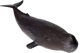 animals & sperm whale free transparent png image.