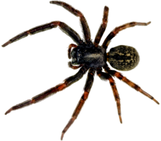 insects & spider free transparent png image.