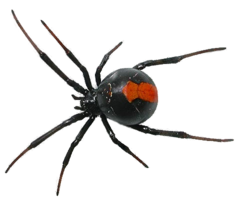 insects & spider free transparent png image.