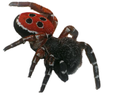 insects & Spider free transparent png image.