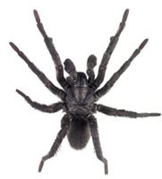 insects & Spider free transparent png image.