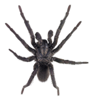 insects & spider free transparent png image.