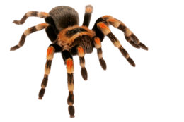 insects & spider free transparent png image.