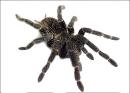 insects & spider free transparent png image.