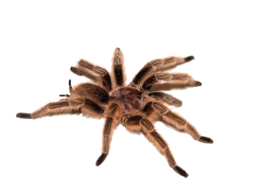 insects & spider free transparent png image.