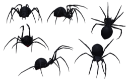 insects & spider free transparent png image.