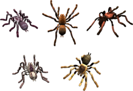 insects & spider free transparent png image.