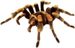 insects & Spider free transparent png image.
