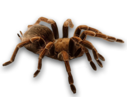 insects & spider free transparent png image.