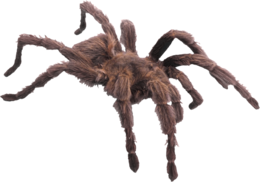 insects & spider free transparent png image.