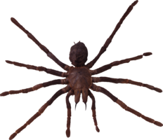 insects & spider free transparent png image.