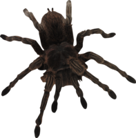insects & spider free transparent png image.