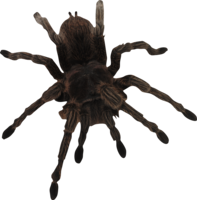 insects & Spider free transparent png image.