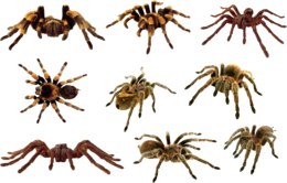 insects & spider free transparent png image.