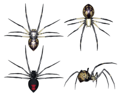 insects & spider free transparent png image.