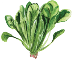 vegetables&Spinach png image.
