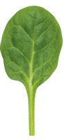 vegetables & spinach free transparent png image.