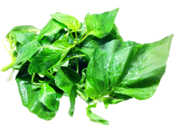 vegetables & spinach free transparent png image.