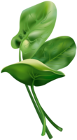 vegetables & Spinach free transparent png image.