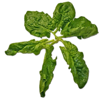 vegetables & spinach free transparent png image.