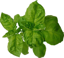 vegetables & spinach free transparent png image.