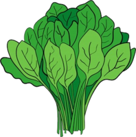 vegetables & spinach free transparent png image.