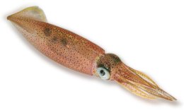 animals & squid free transparent png image.