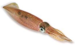 animals & Squid free transparent png image.