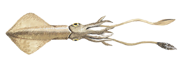 animals & Squid free transparent png image.