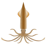 animals & Squid free transparent png image.